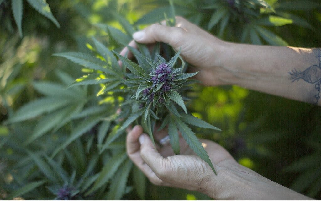 Origins of hash (or hashish)